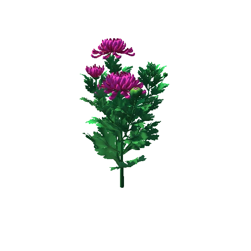 Flower_Chrysanthemum morifolium4